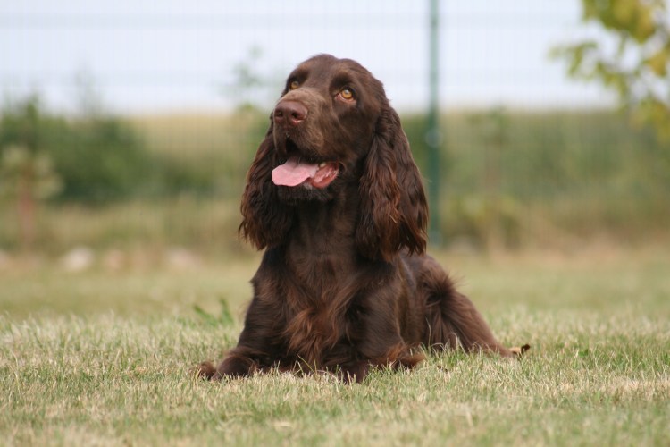 Кокер спаниель шоколадный