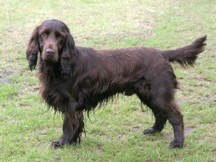 Филд спаниель черный