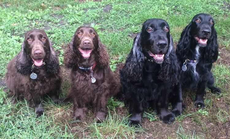 Русский кокер спаниель