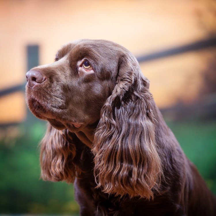 Филд спаниель черный