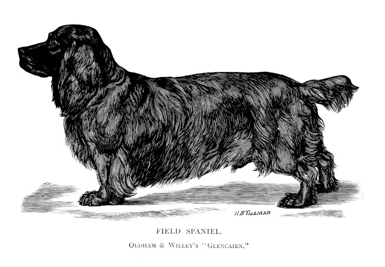 Порода Филд спаниель