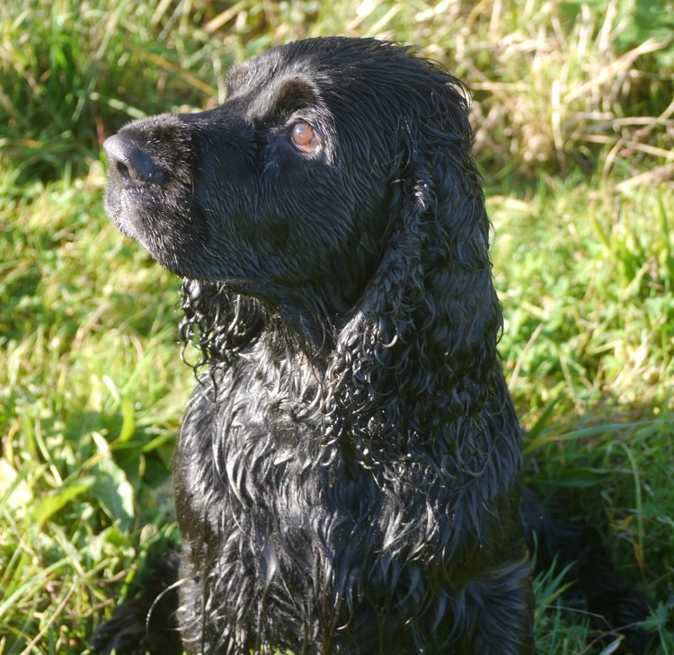 Кокер спаниель гладкошерстный
