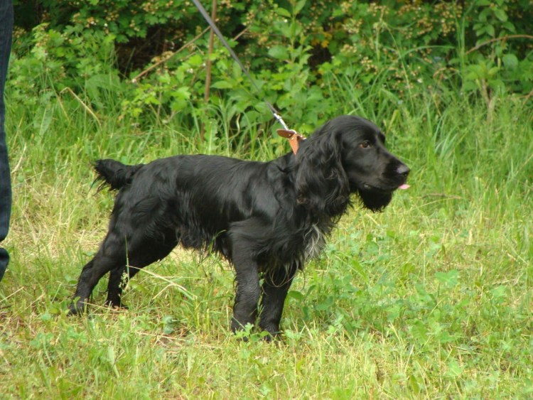 Чёрный Кокель спаниель