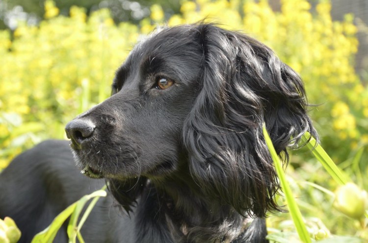 Field Spaniel Dog Breed