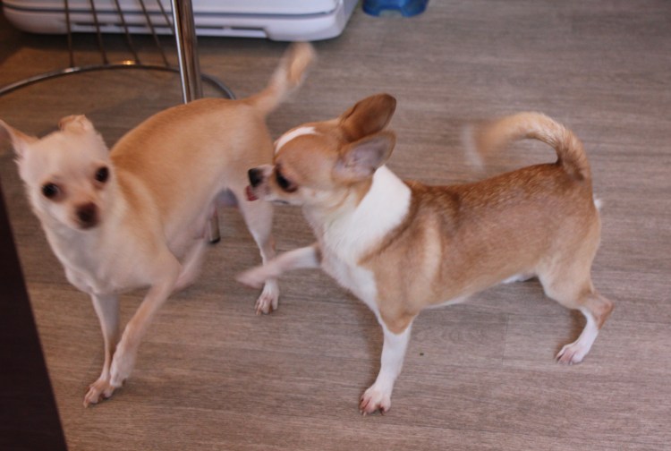 Чихуахуа стандарт гладкошерстные