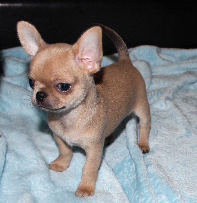 Карликовые чихуахуа мини