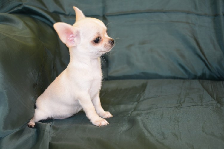 Чихуахуа палевый
