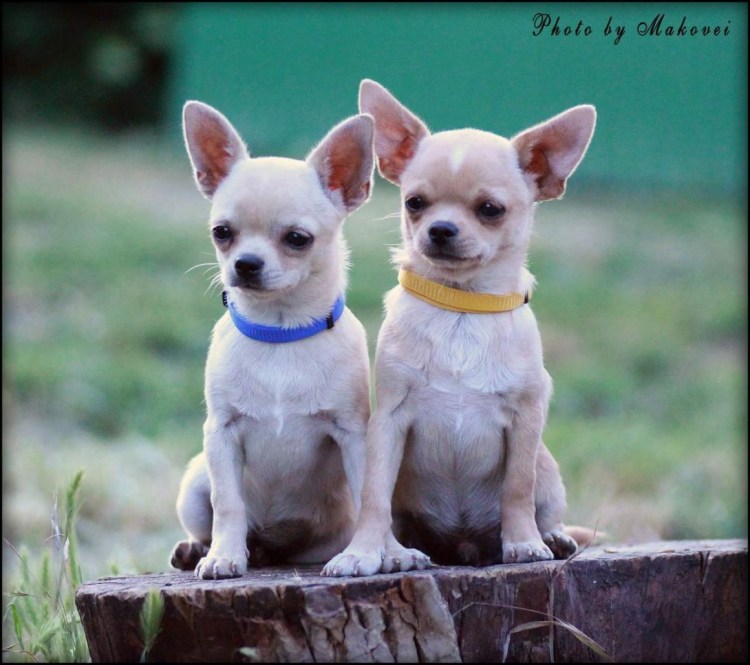 Чихуахуа гладкошерстные