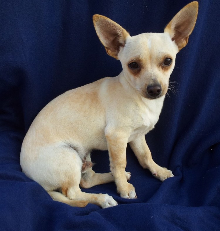 Чихуахуа тайский кобби