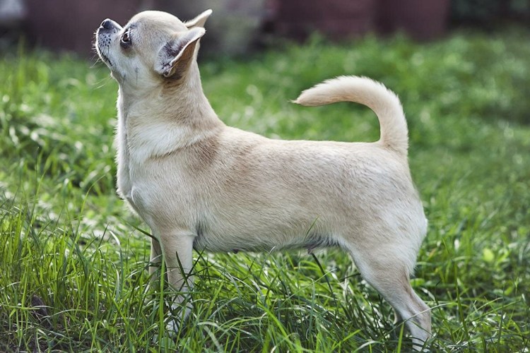 Чихуахуа стандарт гладкошерстные