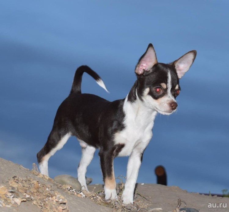 Чихуахуа гладкошерстные