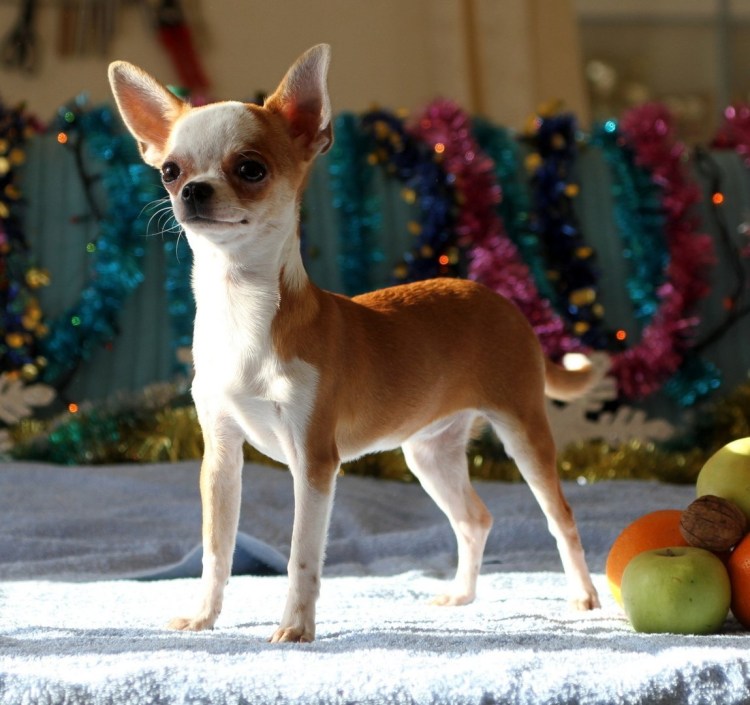 Чихуахуа гладкошерстные