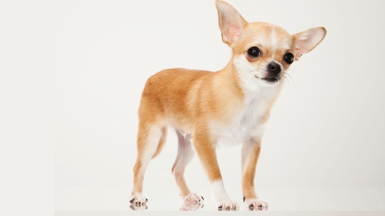 Чихуахуа гладкошерстные