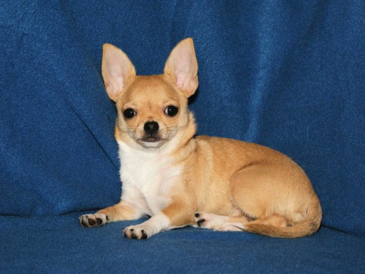 Чихуахуа гладкошерстный персиковый
