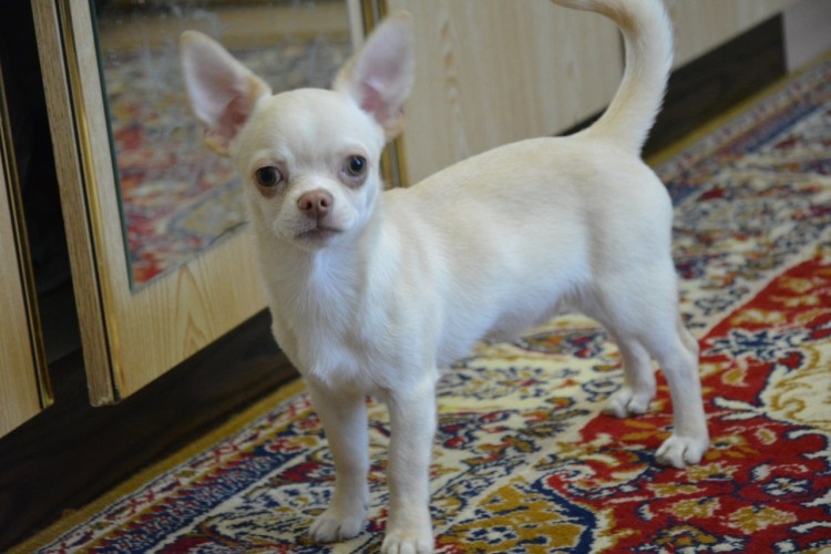 Чихуахуа стандарт гладк