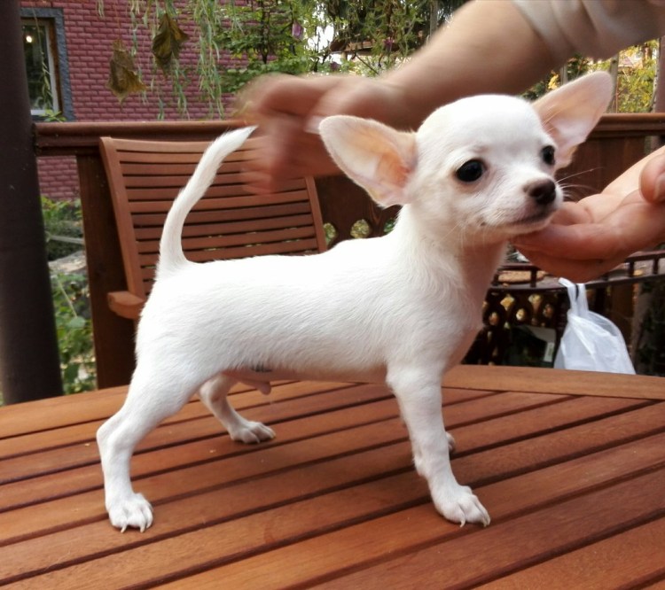 Чихуахуа гладкошерстные