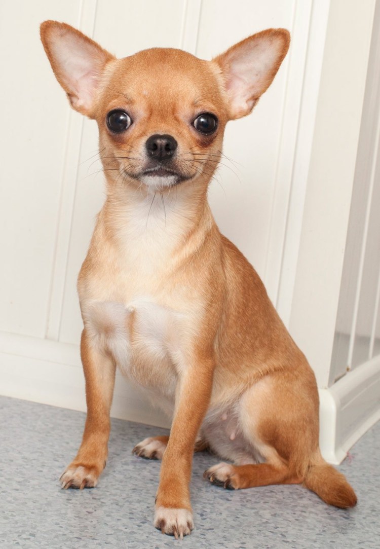 Собака чихуа Хуа Хуа