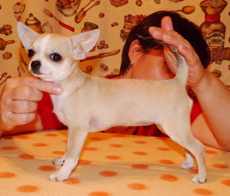 Чихуахуа гладкошерстные