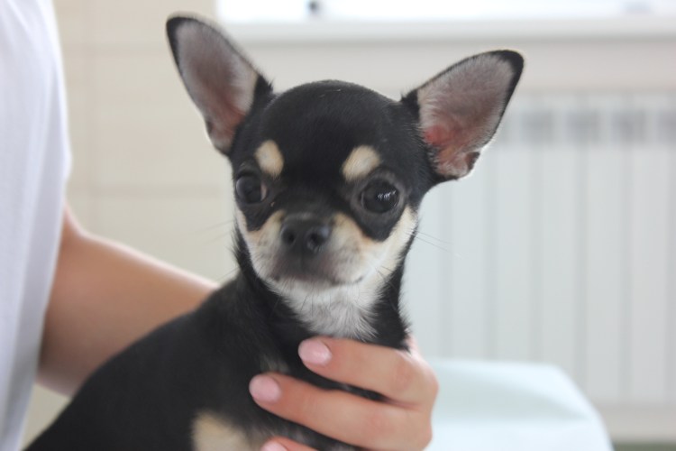 Чихуахуа гладкошерстные