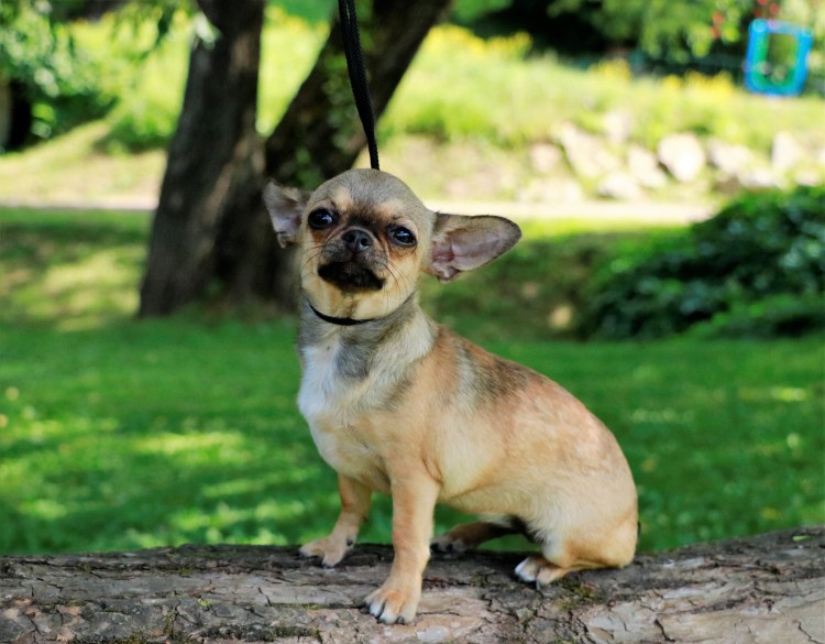 Чихуахуа гладкошерстные взрослые