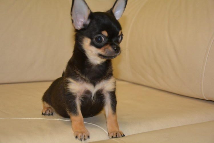 Чихуахуа мини гладкошерстные темная