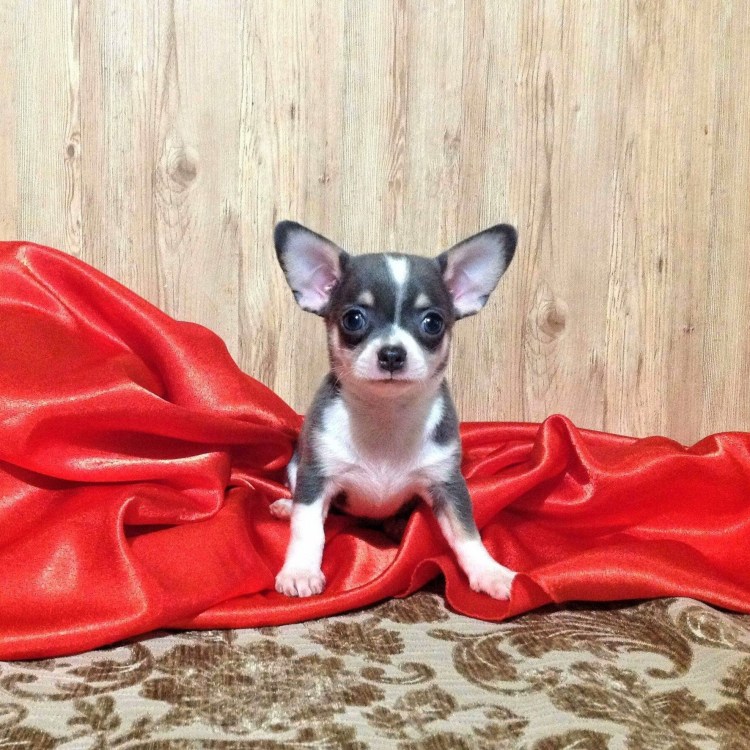 Чихуахуа мини гладкошерстные