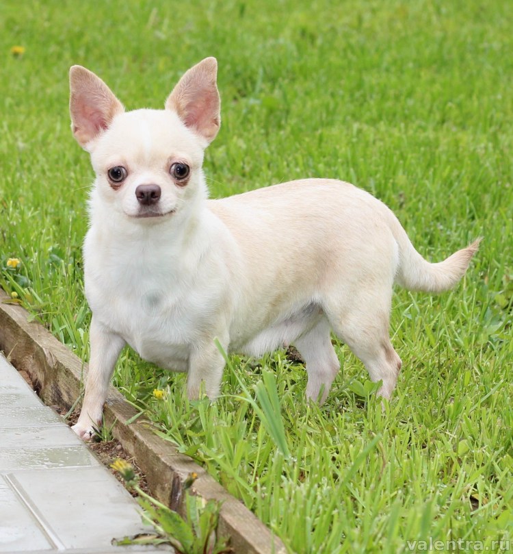 Чихуахуа гладкошерстные