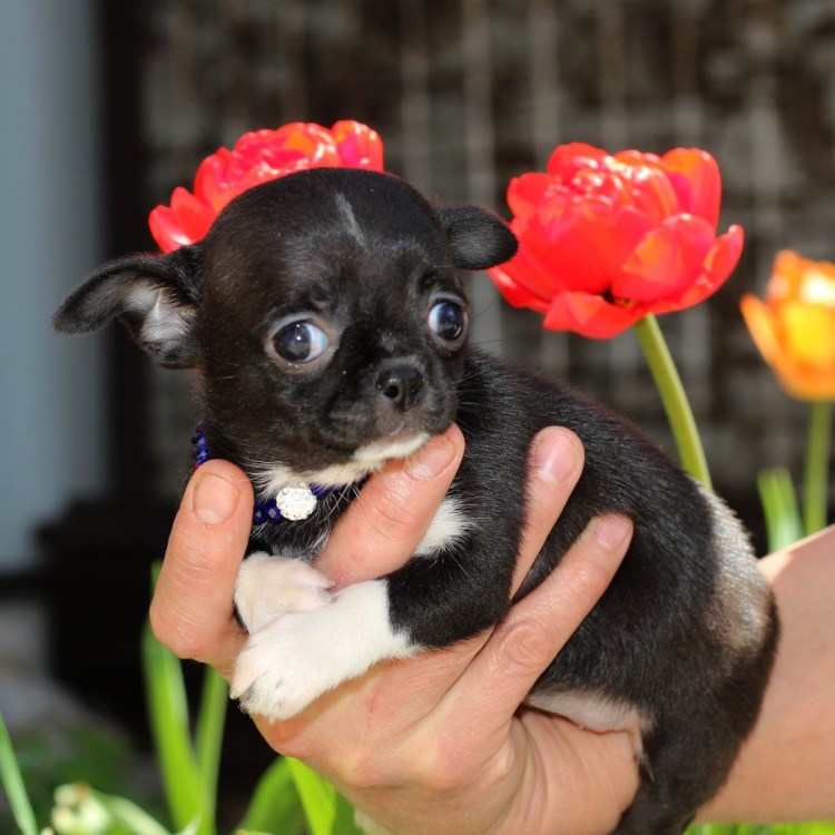 Чихуахуа мини