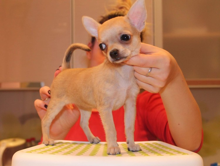 Чихуахуа гладкошерстные