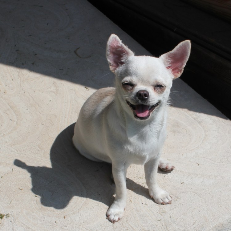 Чихуахуа белая гладкошерстная