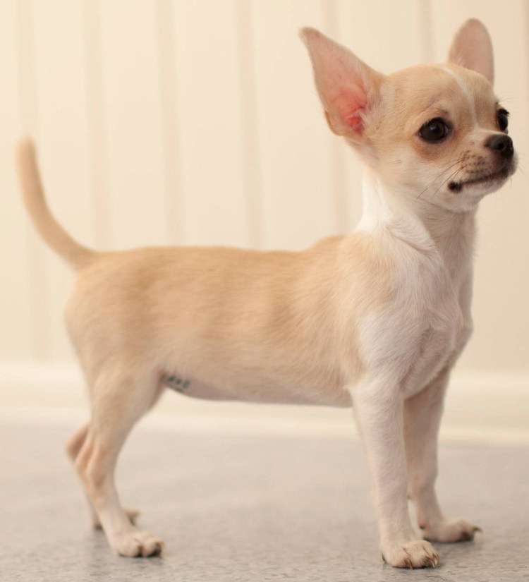 Чихуахуа гладкошерстные