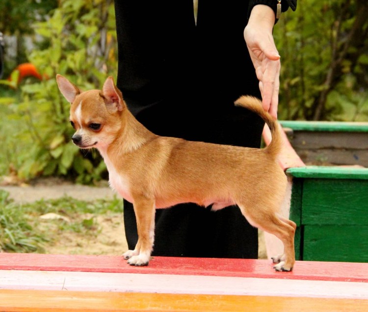 Чихуахуа короткошерстные