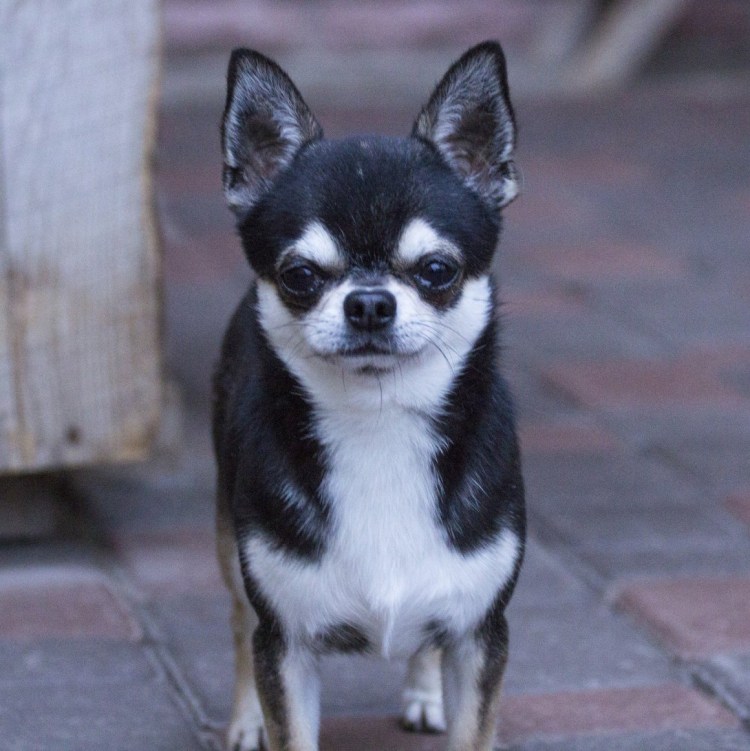 Черный подпалый чихуахуа