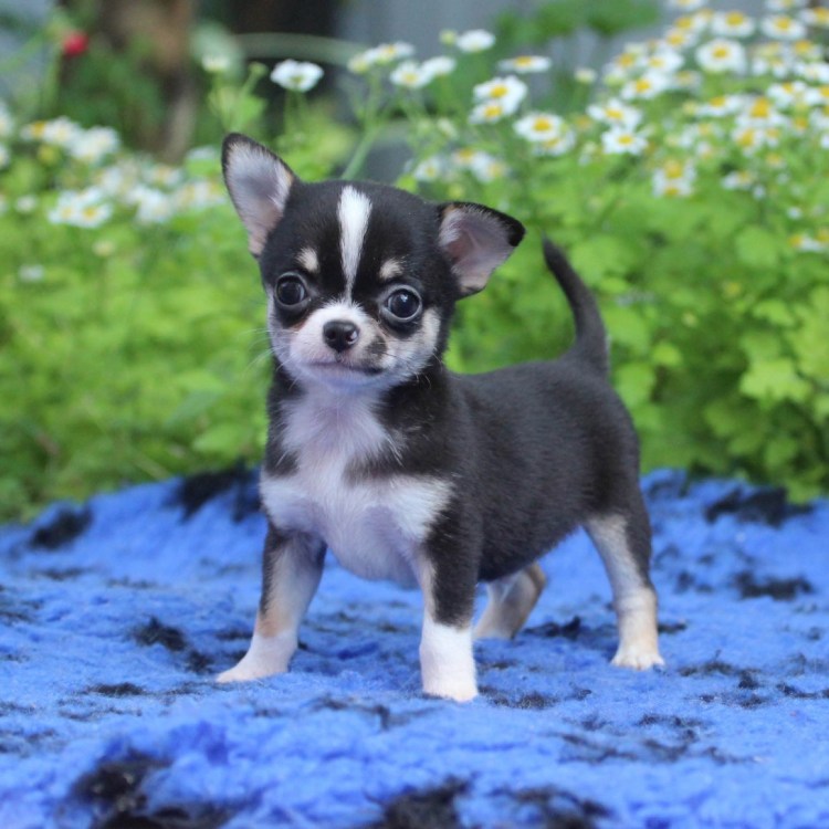 Чихуахуа мини