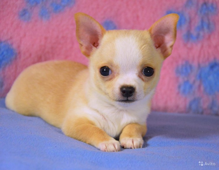 Чихуахуа гладкошерстный персиковый