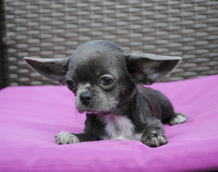Чихуахуа мини