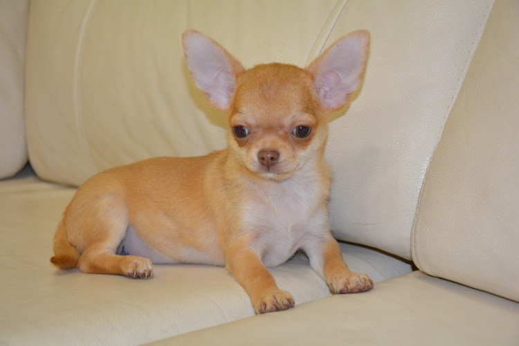 Чихуахуа гладкошерстные взрослые