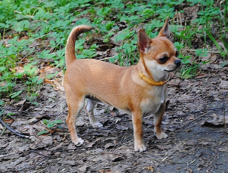 Чихуахуа Дир гладкошерстный