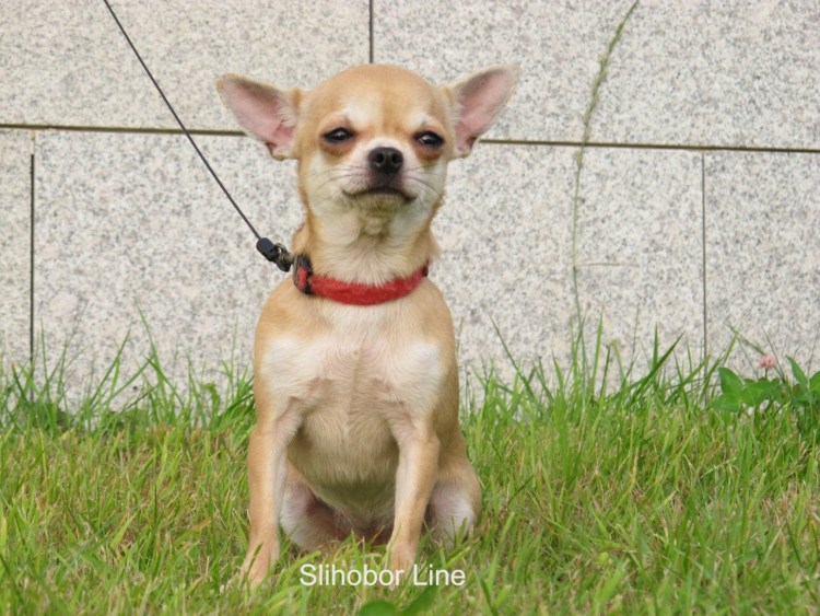 Чихуахуа гладкошерстный персиковый