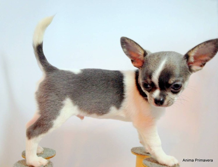 Чихуахуа стандарт гладкошерстные