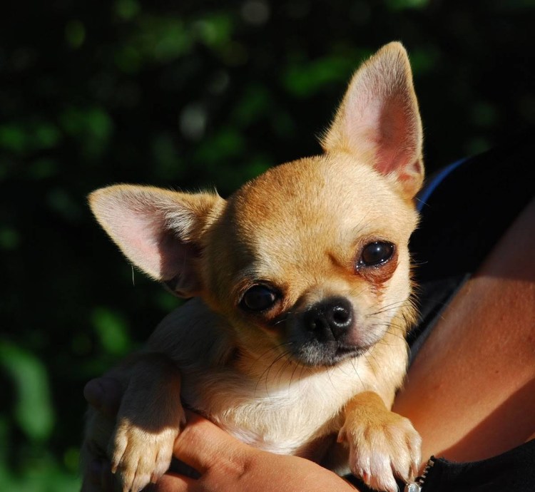 Чихуахуа Бэйби фэйс