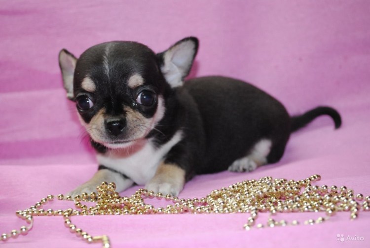 Чихуахуа Бэйби фэйс