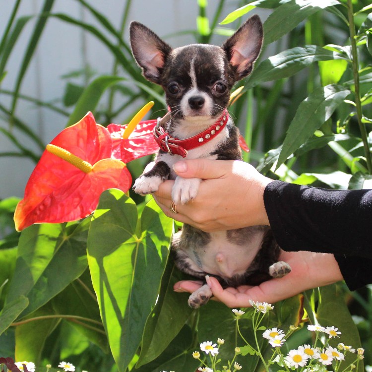 Чихуахуа гладкошерстные