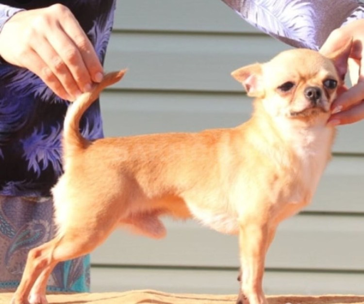 Чихуахуа микро гладкошерстные