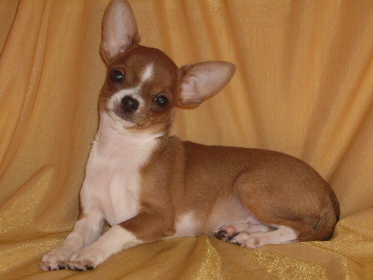 Чихуахуа короткошерстные