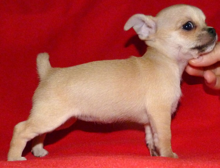 Щенки чихуахуа гладкошерстные стандарт