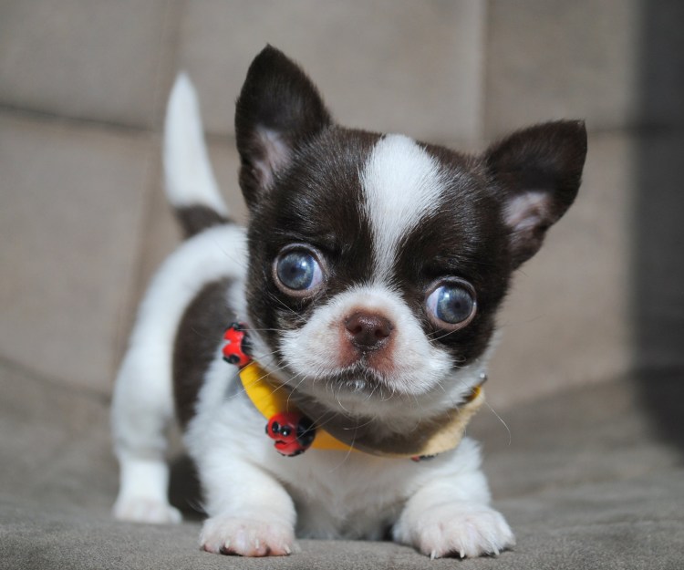 Чихуахуа гладкошерстные