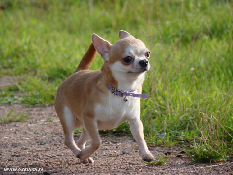 Чихуахуа рыжий гладкошерстный