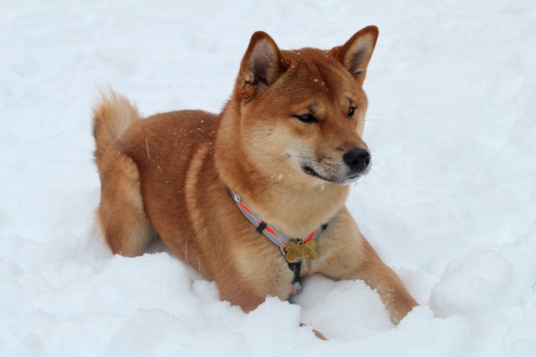Японская сиба ину