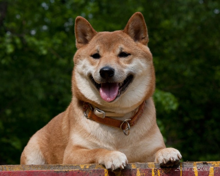 Сиба ину Рюдзи